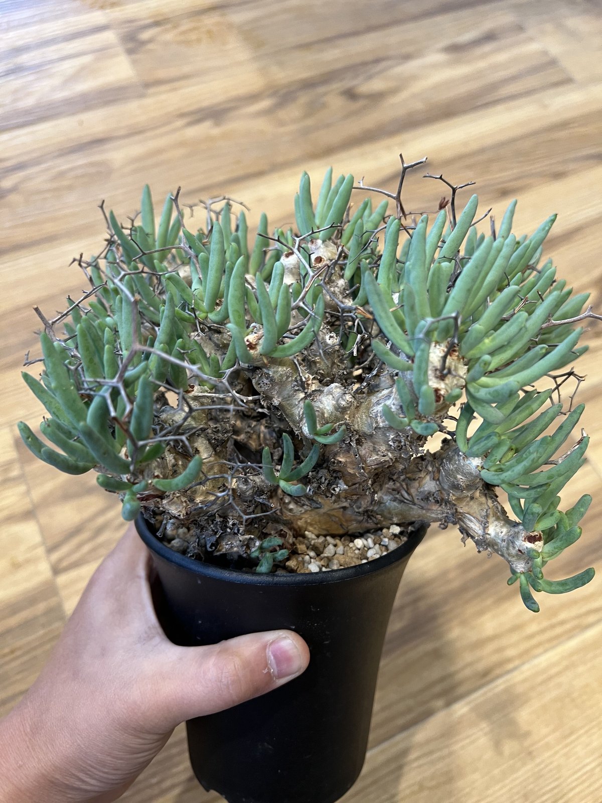 Ramat Planter #152 × チレコドン レティキュラーツス 万物想 Ramat Planter #152 × チレコドン レティキュラーツス 万物想