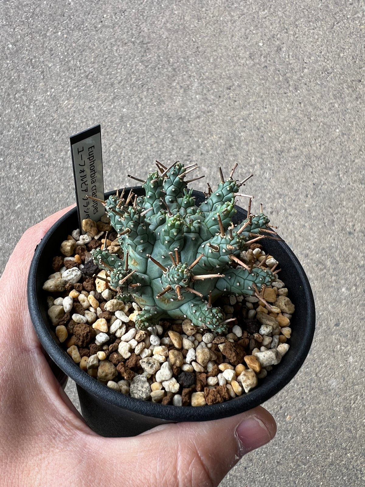 ユーフォルビア アストロフォラ1 | STELLA.PLANTS