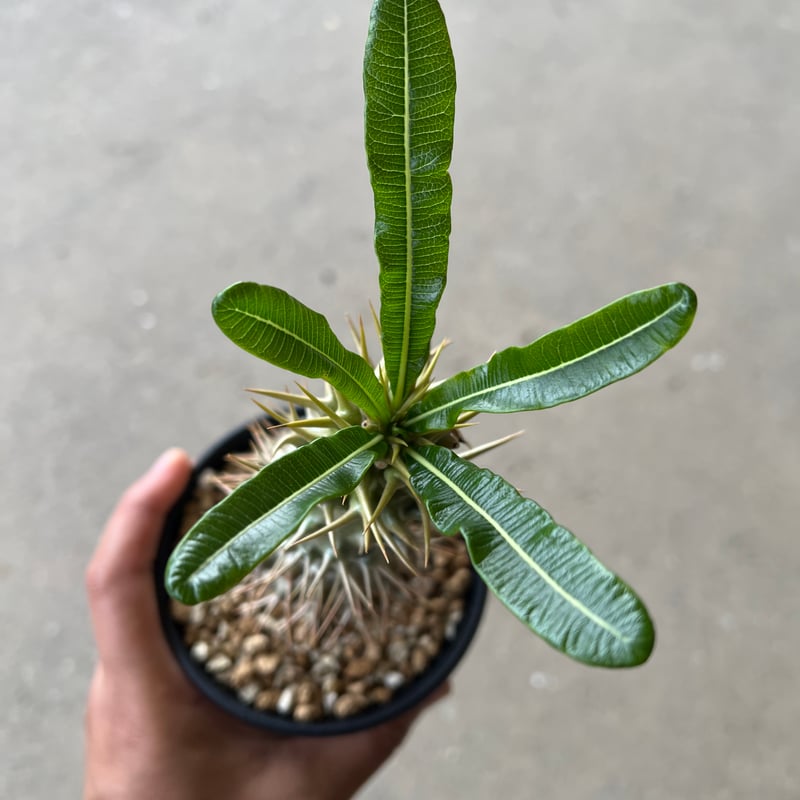パキポディウム アンボンゲンセ4 | STELLA.PLANTS パキポディウム アンボンゲンセ4 | STELLA.PLANTS