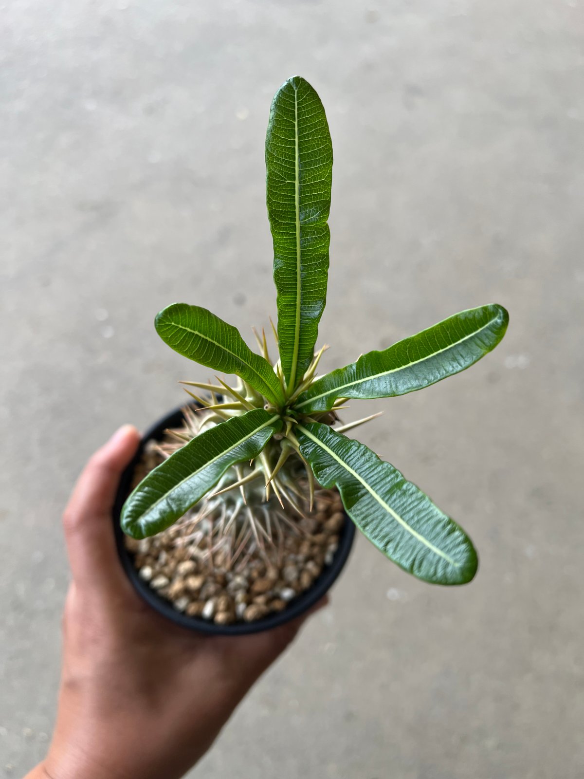 パキポディウム アンボンゲンセ4 | STELLA.PLANTS パキポディウム アンボンゲンセ4 | STELLA.PLANTS