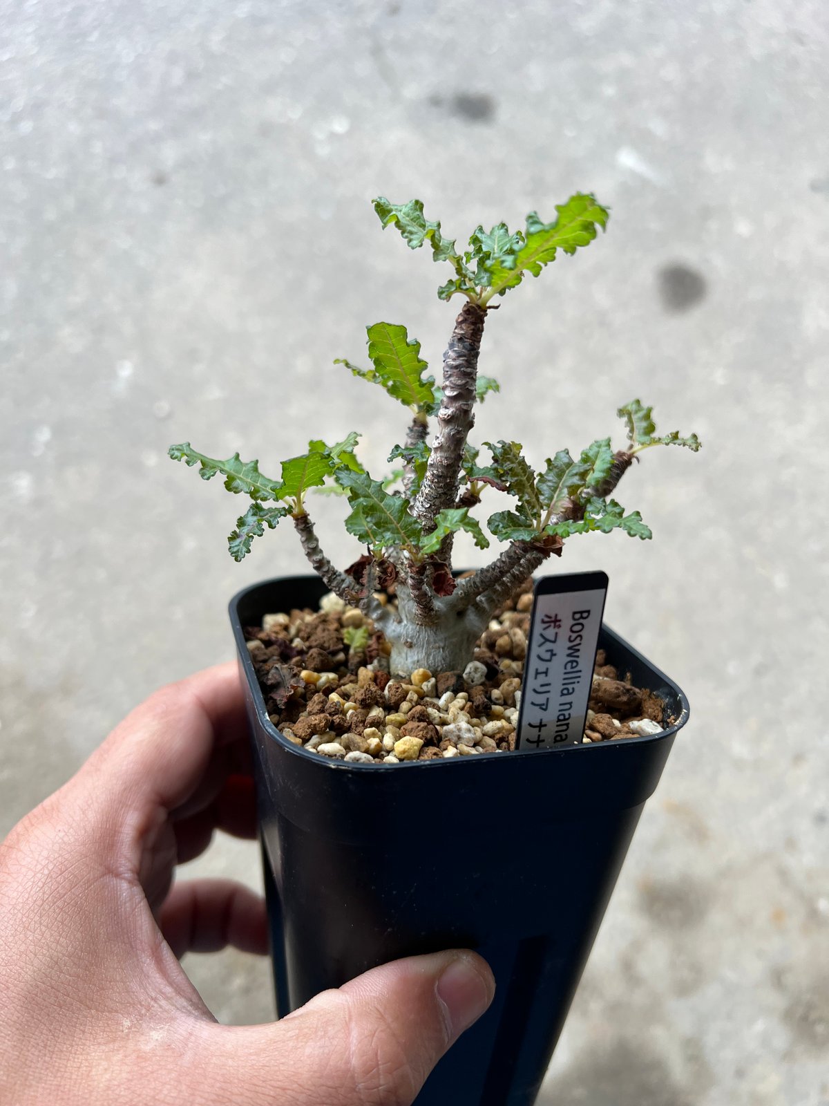 6月入荷 ボスウェリア ナナ 種子10粒 Boswellia nana 種子】ボスウェリア・ナナ 3s Boswellia nana | プラントブラザーズ