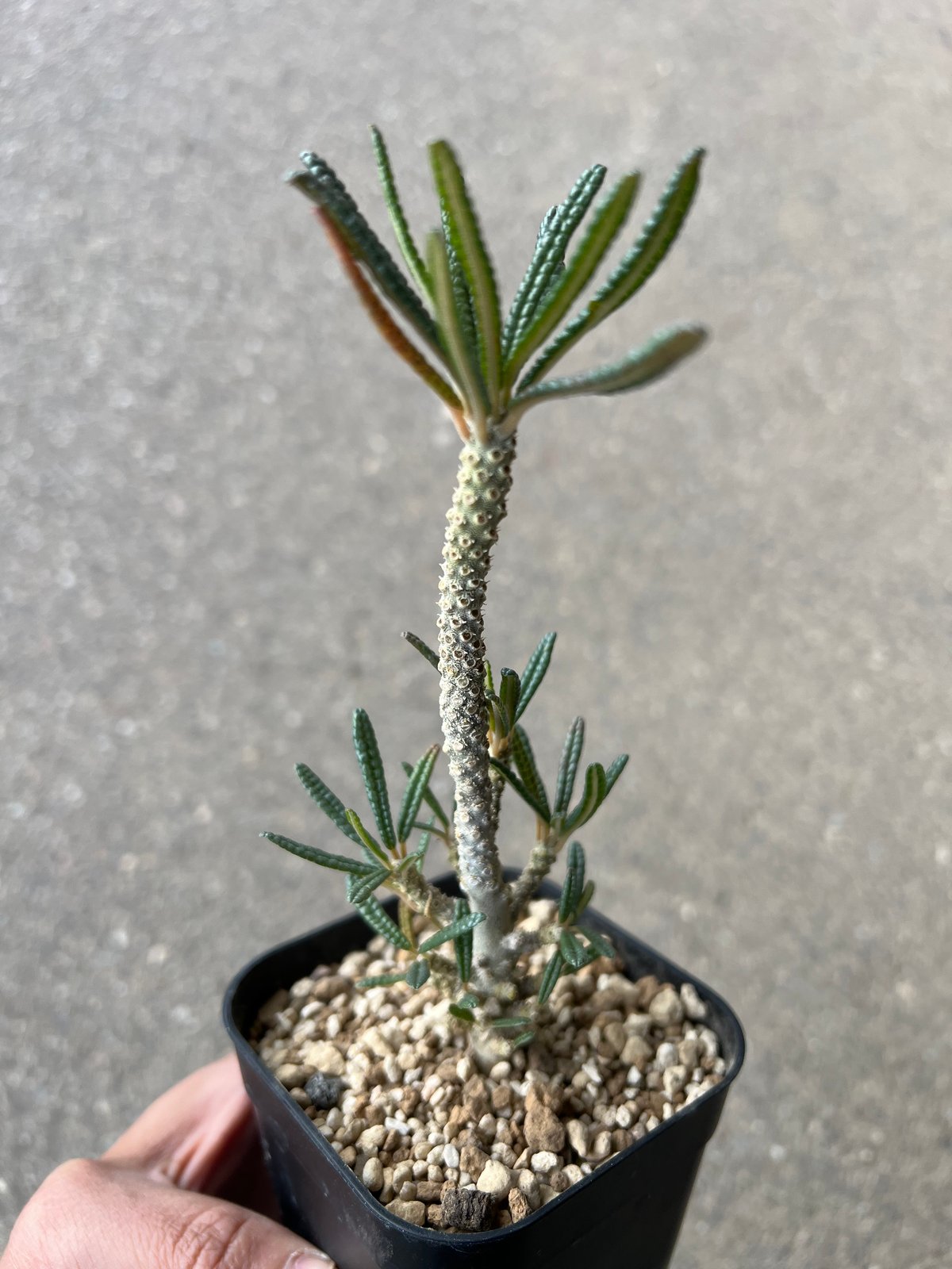 ドルステニア ギガス ブラータ | STELLA.PLANTS