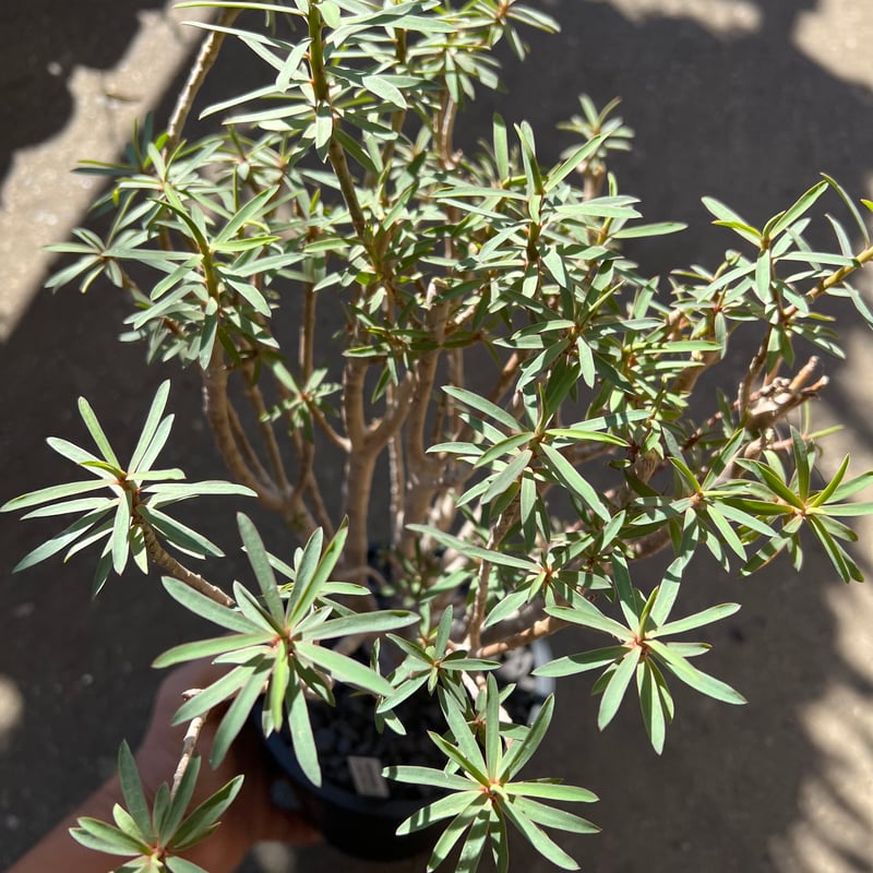 ユーフォルビア バルサミフェラ | STELLA.PLANTS ユーフォルビア バルサミフェラ | STELLA.PLANTS