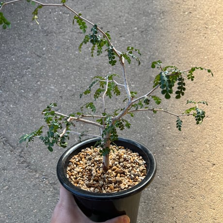 オペルクリカリアパキプス | STORES