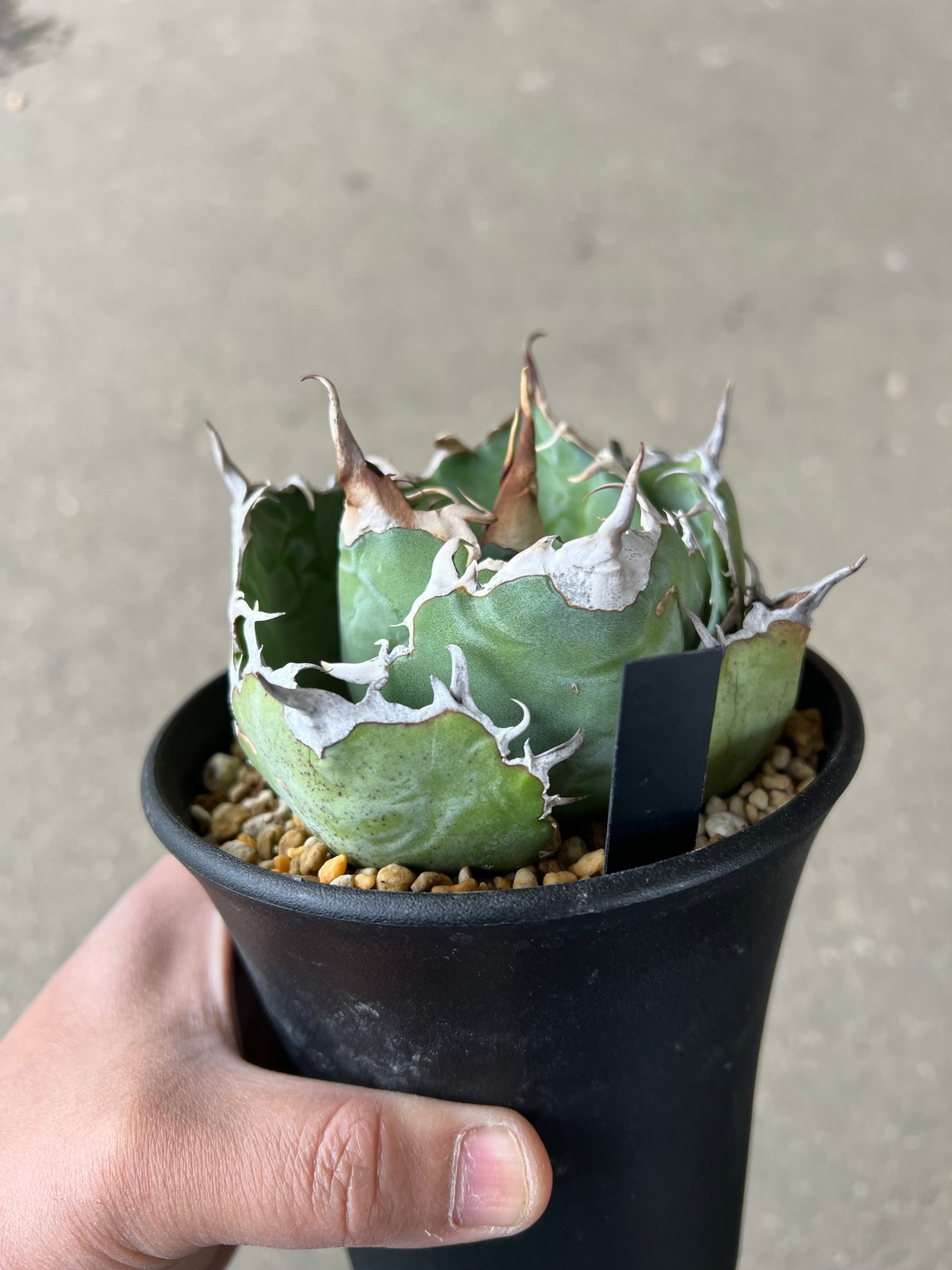 アガベ 白鯨 | STELLA.PLANTS
