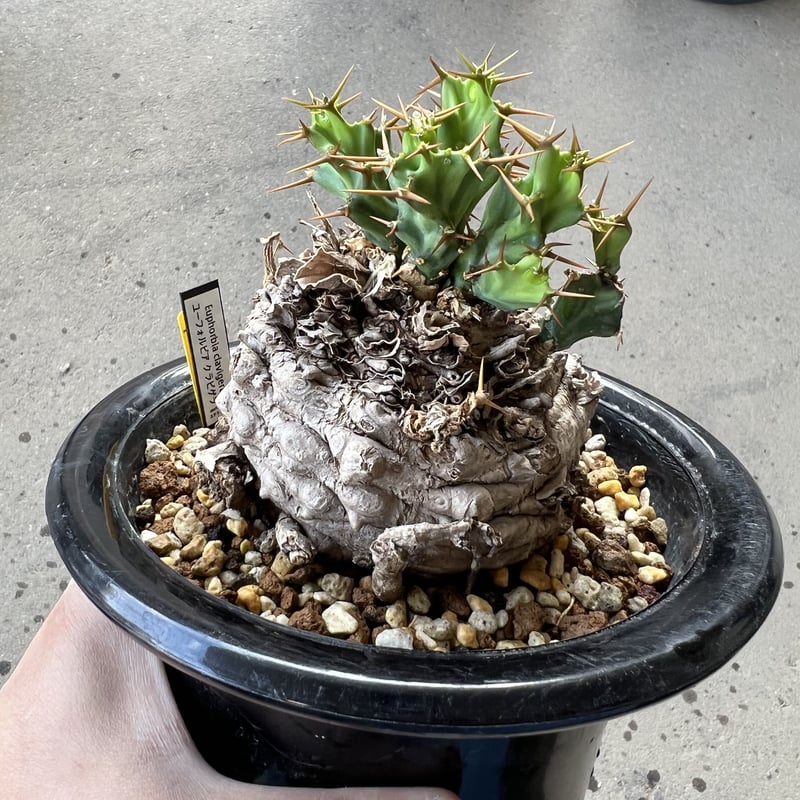 ユーフォルビア クラビゲラ | STELLA.PLANTS ユーフォルビア クラビゲラ | STELLA.PLANTS