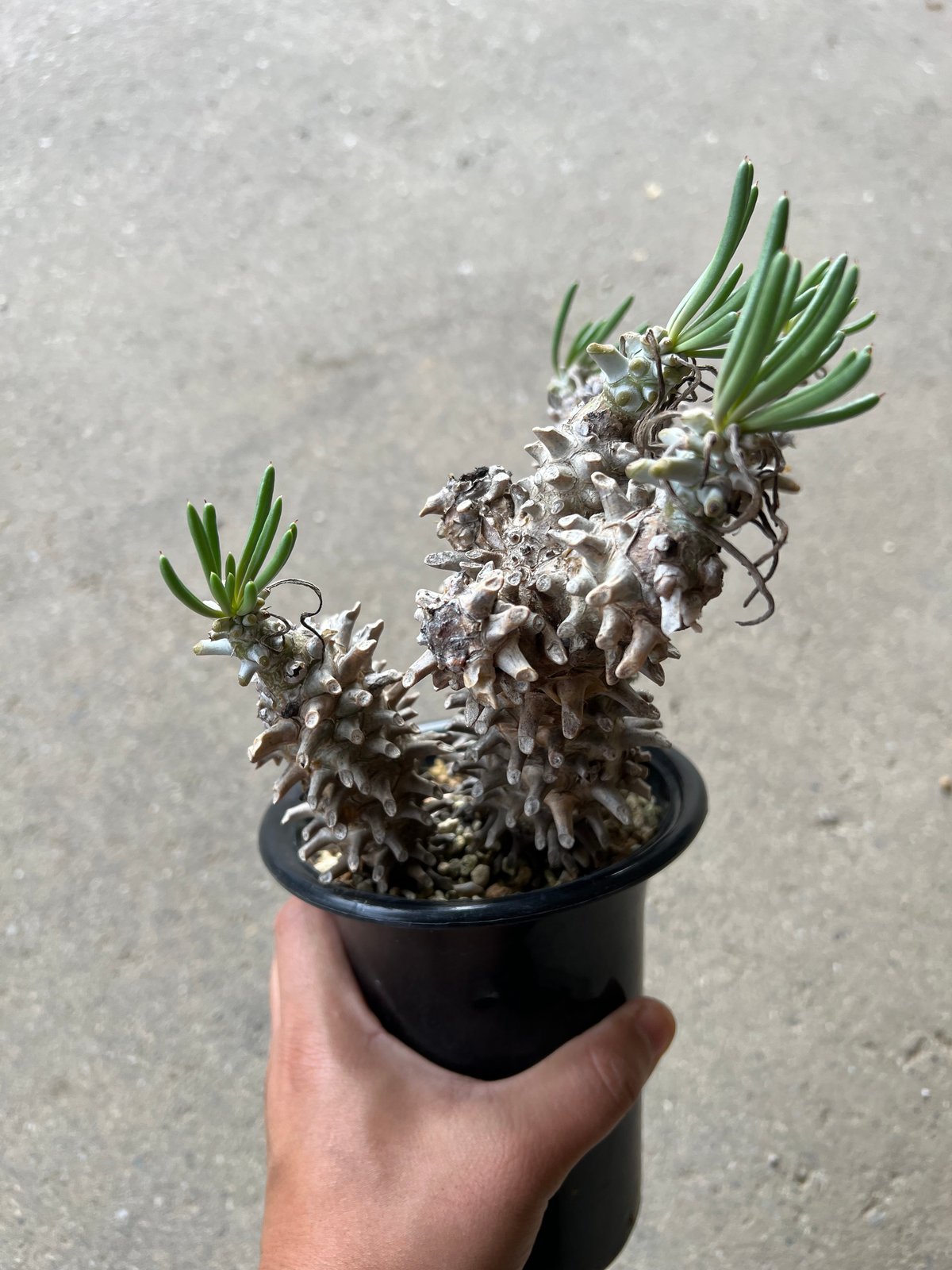 t*o様 チレコドン　ワリチー ワリチー チレコドン | toA Succulent