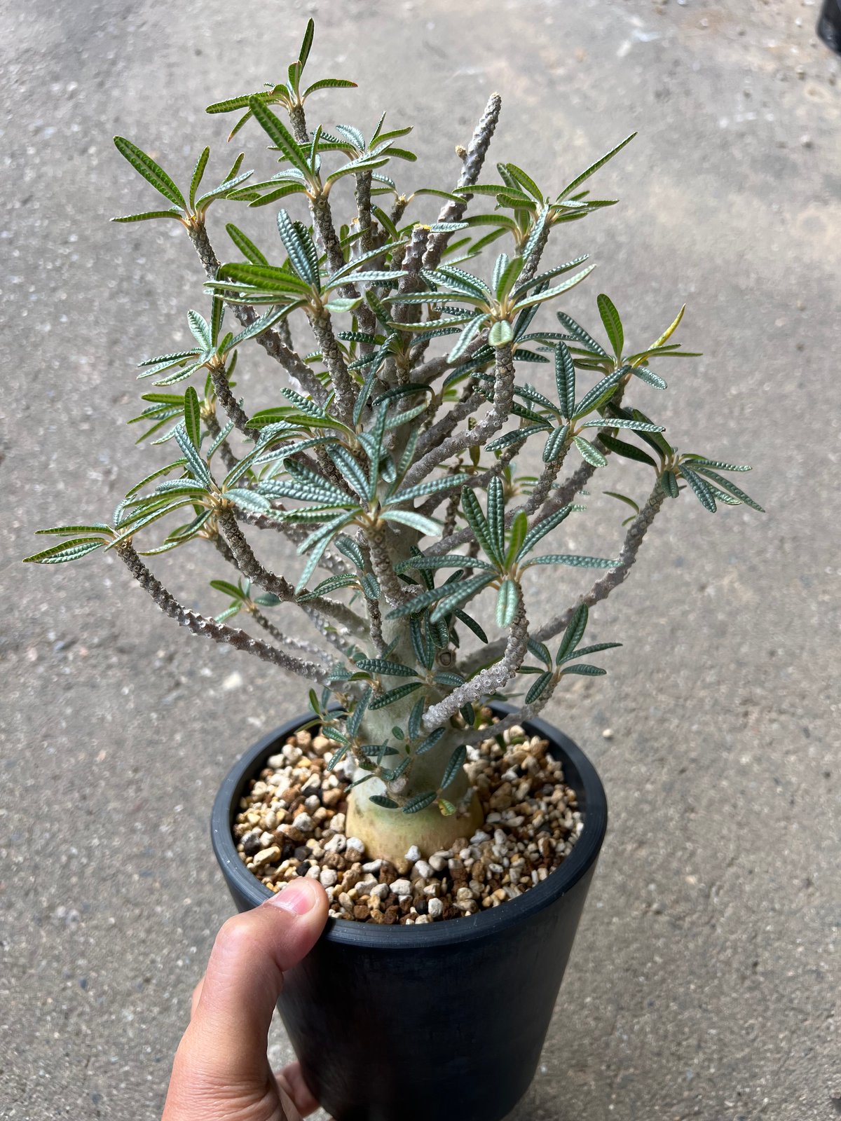 良型 ドルステニア ギガス ブラータ ドルステニア ギガス ブラータ | STELLA.PLANTS