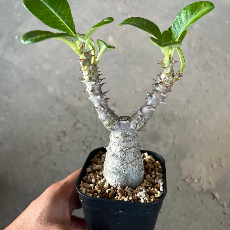 パキポディウムウィンゾリー2点 まとめ商品 パキポディウム ウィンゾリー2 | STELLA.PLANTS