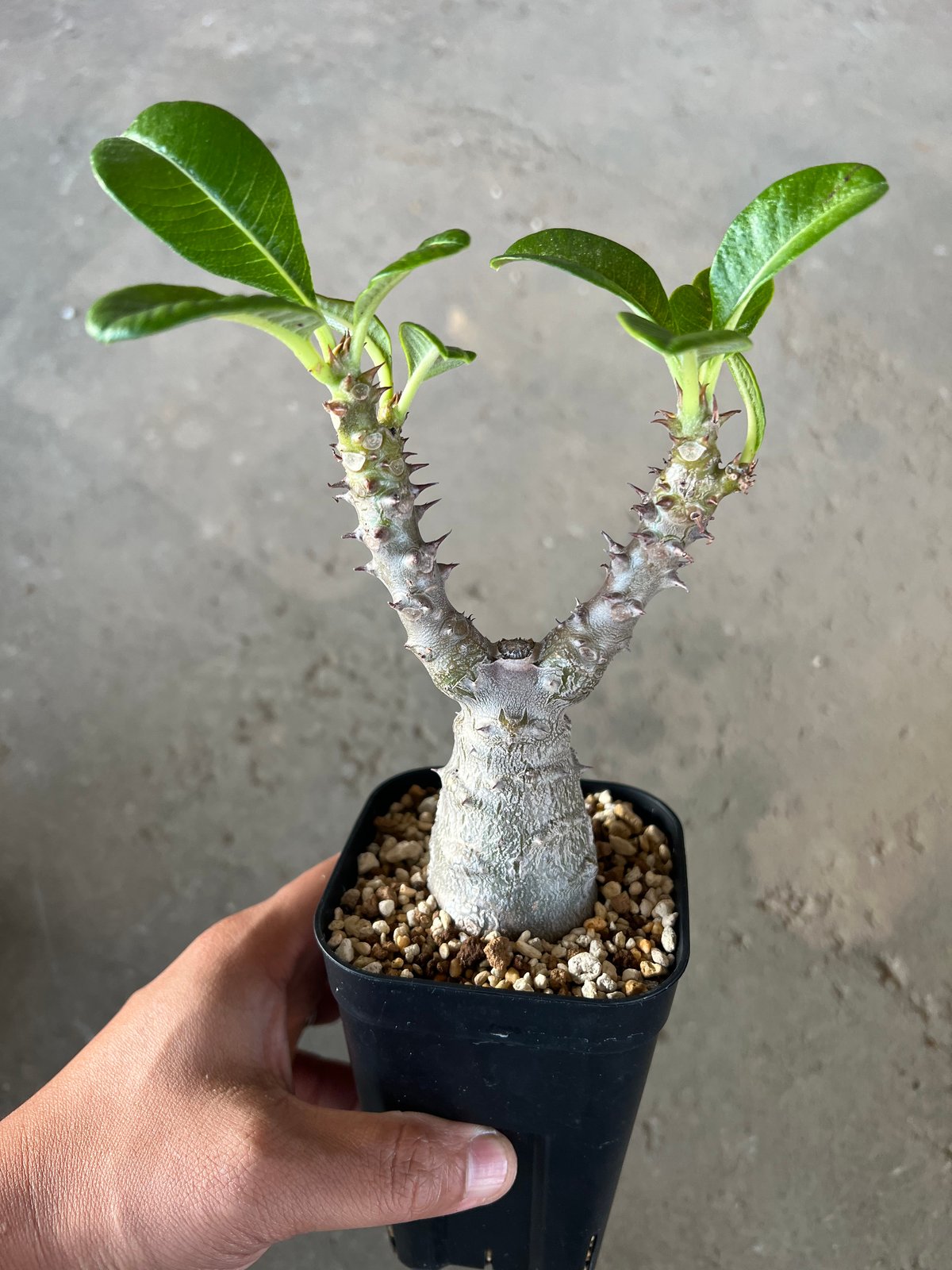 パキポディウム　ウィンゾリー パキポディウム ウィンゾリー2 | STELLA.PLANTS