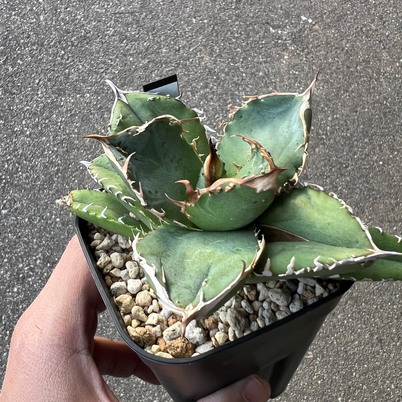 アガベ チタノタ 疣猪2 | STELLA.PLANTS