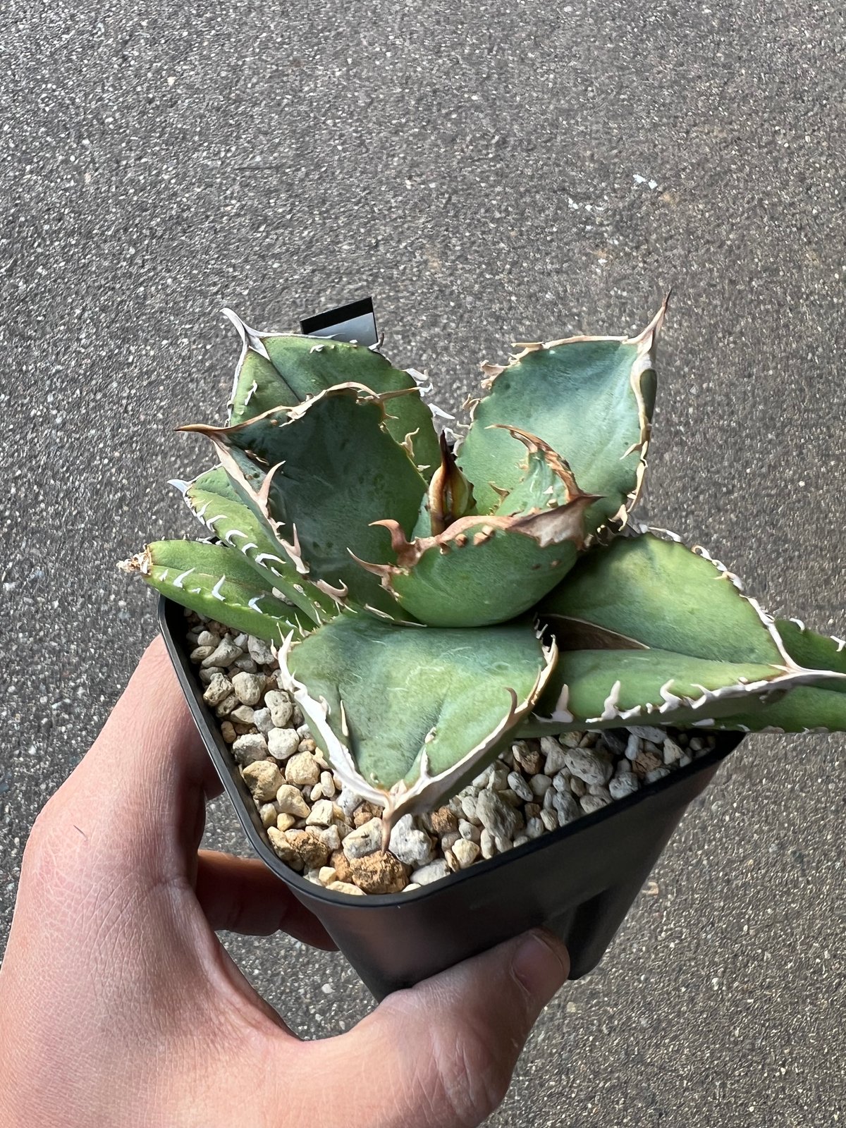 アガベ チタノタ 疣猪2 | STELLA.PLANTS