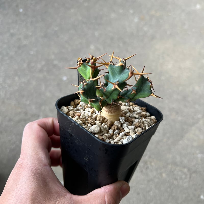 ユーフォルビア クラビゲラ2 | STELLA.PLANTS