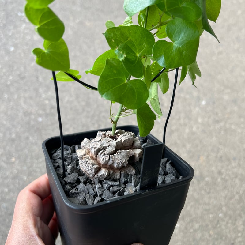 アフリカ亀甲竜 3 | STELLA.PLANTS