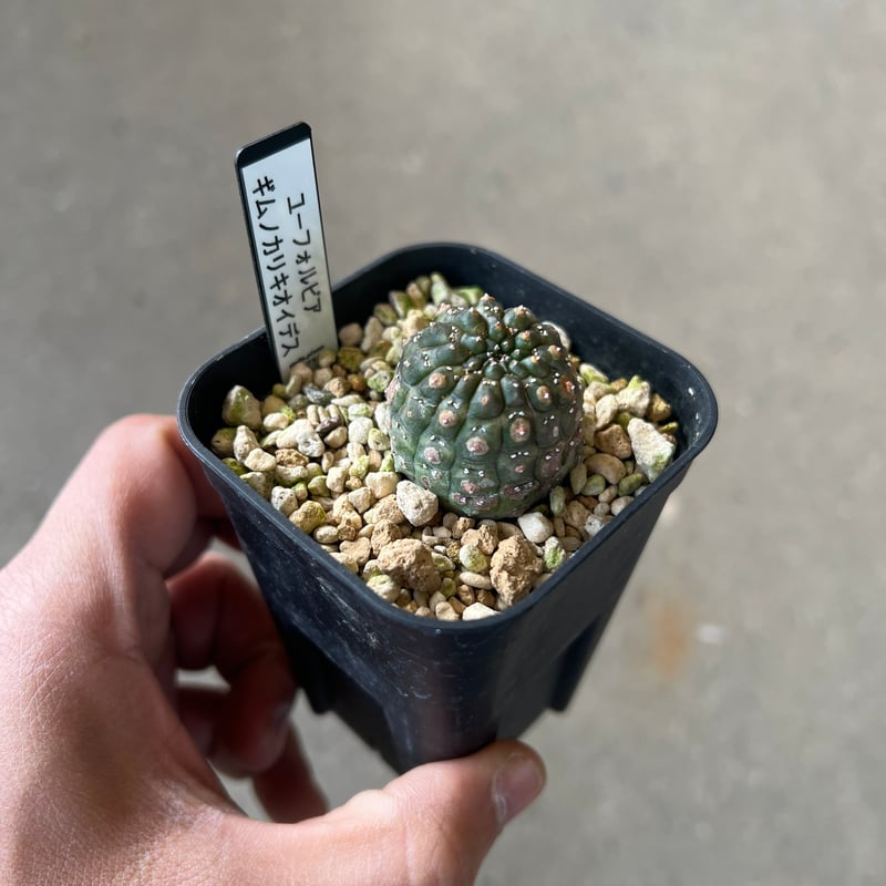 ユーフォルビアギムノカリキオイデス 実生 ユーフォルビア ギムノカリキオイデス5 | STELLA.PLANTS