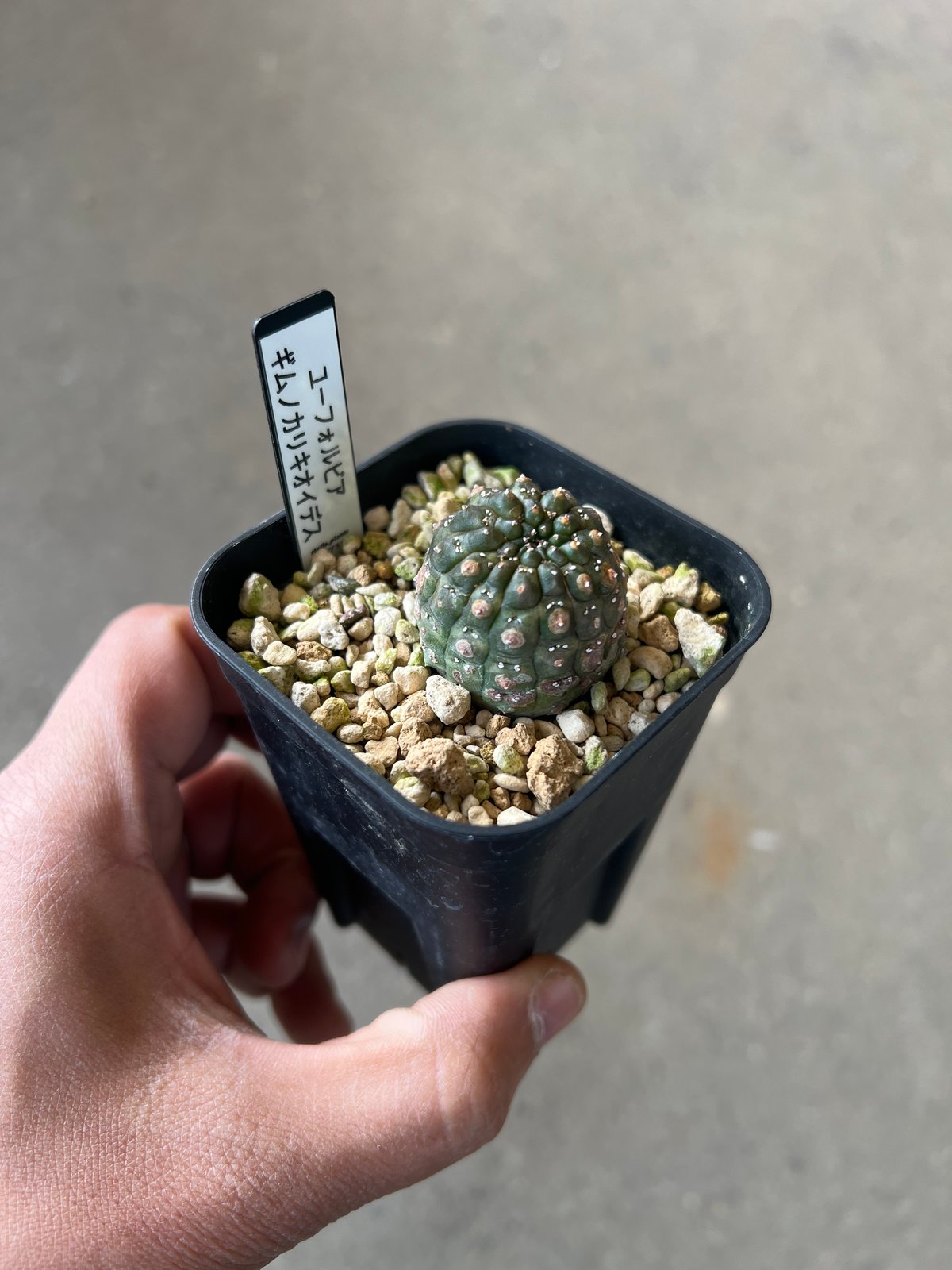 ユーフォルビア ギムノカリキオイデス4 | STELLA.PLANTS