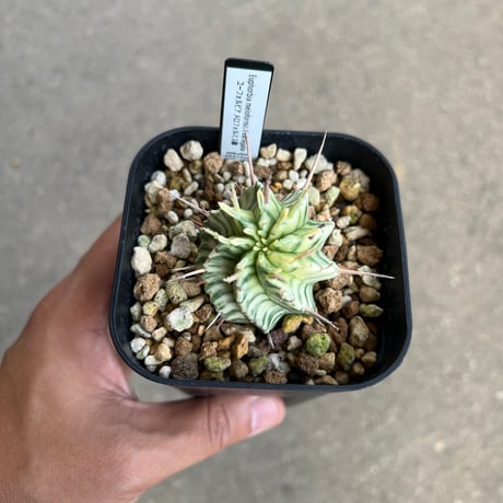 CATEGORY ユーフォルビア | STELLA.PLANTS