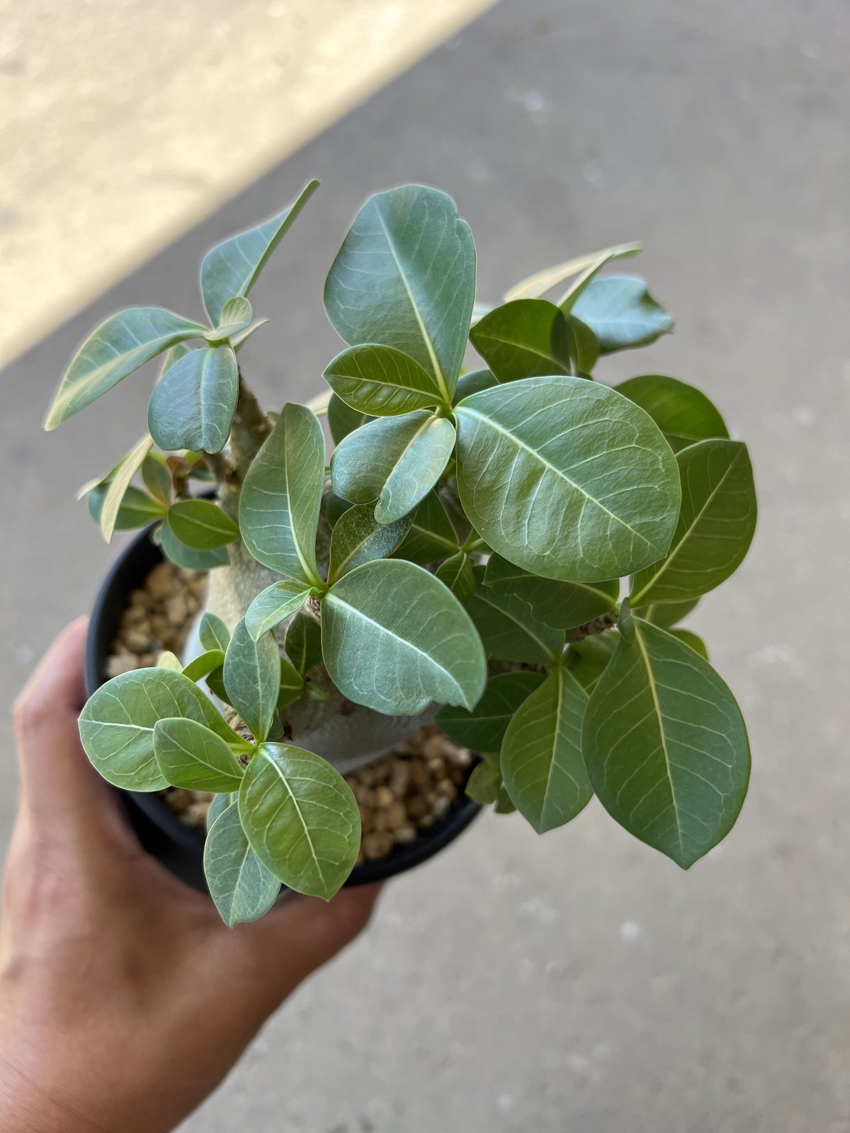 EMP アデニウム アラビカム ドワーフ 選抜 実生 / AD125 アデニウム アラビカム 