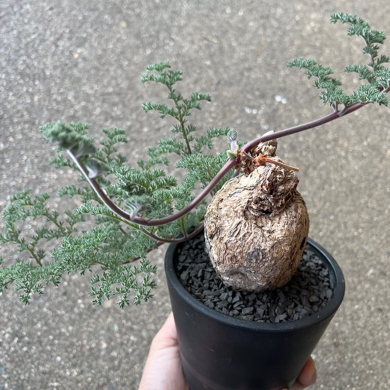 ペラルゴニウム トリステ | STELLA.PLANTS