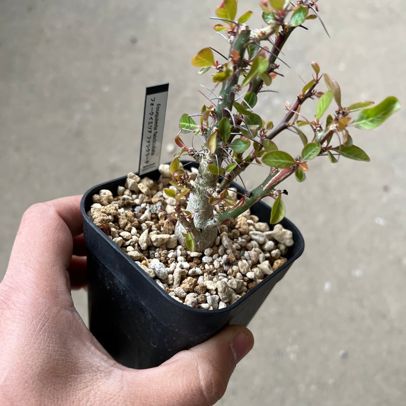 フォークイエリア ファシクラータ | STELLA.PLANTS フォークイエリア ファシクラータ | STELLA.PLANTS