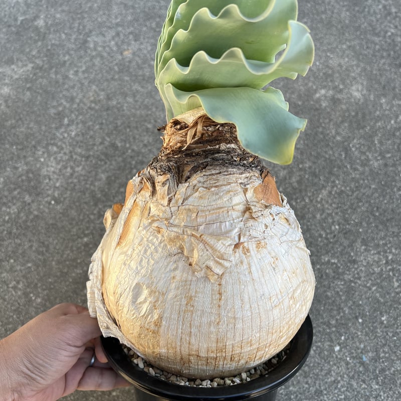ブーファン ハエマンソイデス | STELLA.PLANTS ブーファン ハエマンソイデス | STELLA.PLANTS