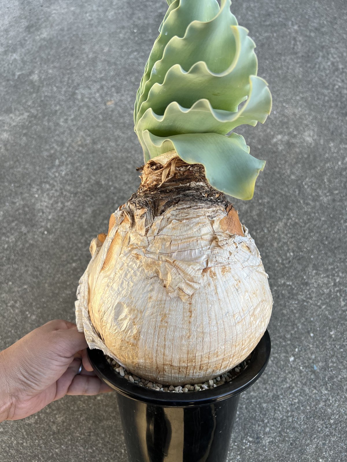 ブーファン ハエマンソイデス | STELLA.PLANTS ブーファン ハエマンソイデス | STELLA.PLANTS