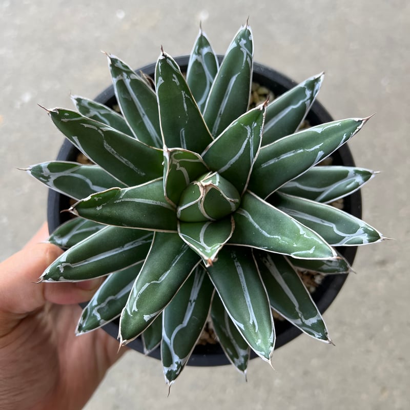 アガベ　ヴィクトリア レジーナ（笹の雪）　超短葉　子株 アガベヴィクトリア レジーナ（笹の雪）超短葉子株