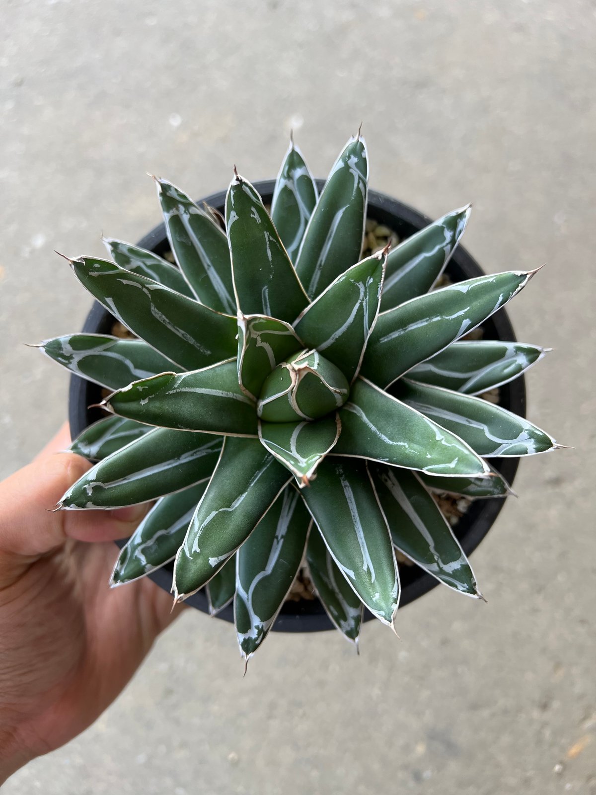 アガベ　ヴィクトリア レジーナ（笹の雪）　超短葉　子株 アガベヴィクトリア レジーナ（笹の雪）超短葉子株