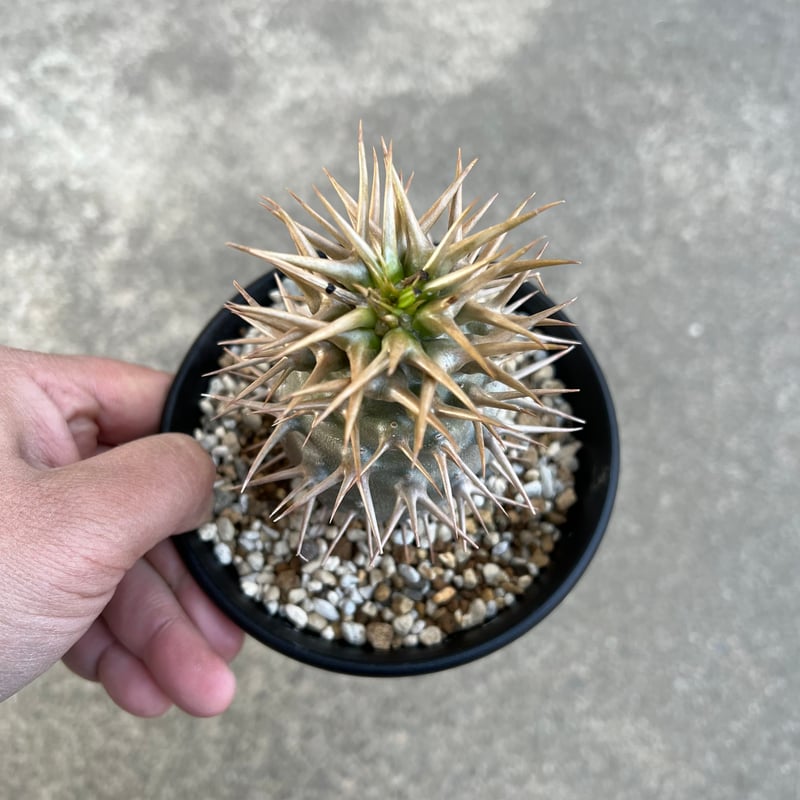 パキポディウム アンボンゲンセ | STELLA.PLANTS パキポディウム アンボンゲンセ | STELLA.PLANTS