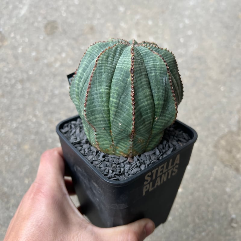 ユーフォルビアオベサ 6株セット ユーフォルビア オベサ6 | STELLA.PLANTS