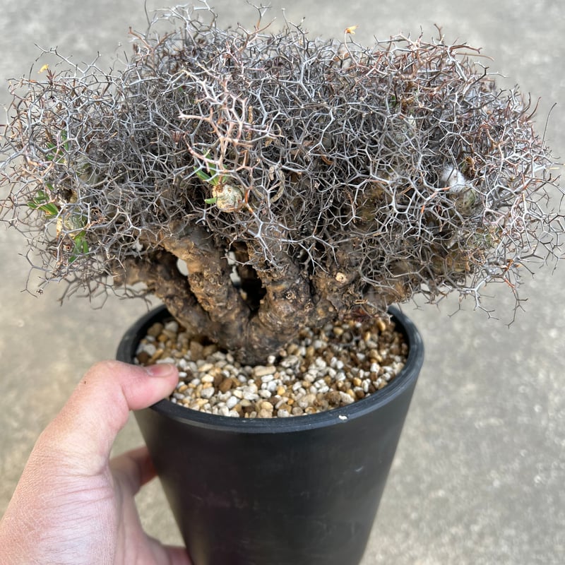 チレコドン レティキュラータス 万物想 | STELLA.PLANTS チレコドン レティキュラータス 万物想 | STELLA.PLANTS