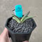 Agave \'White Fang\' 2