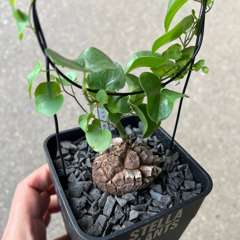 アフリカ亀甲竜　5号 アフリカ亀甲竜 5 | STELLA.PLANTS