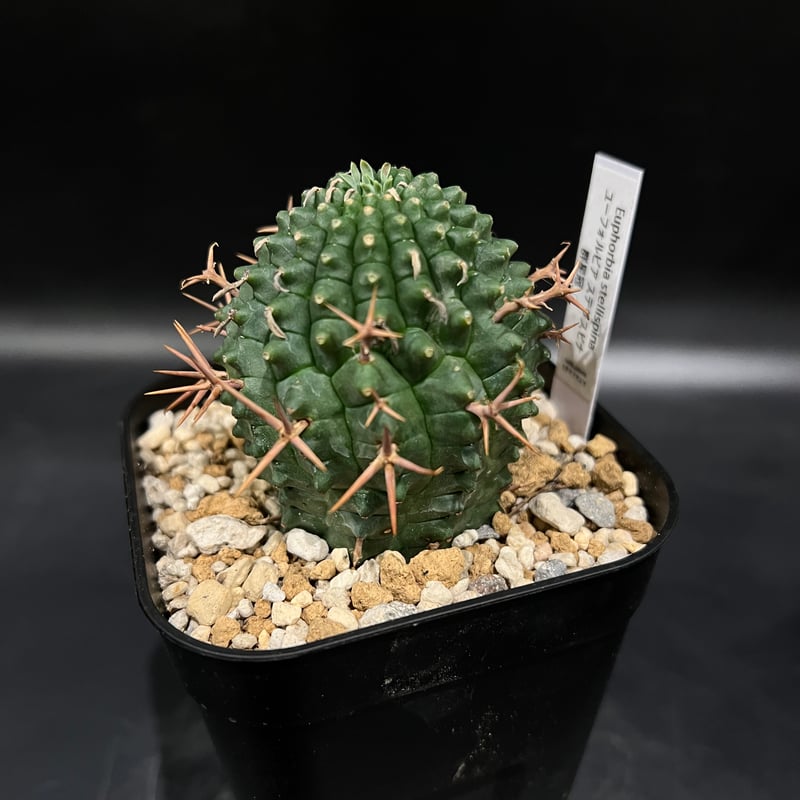 ユーフォルビア ステリスピナ群星冠 | STELLA.PLANTS