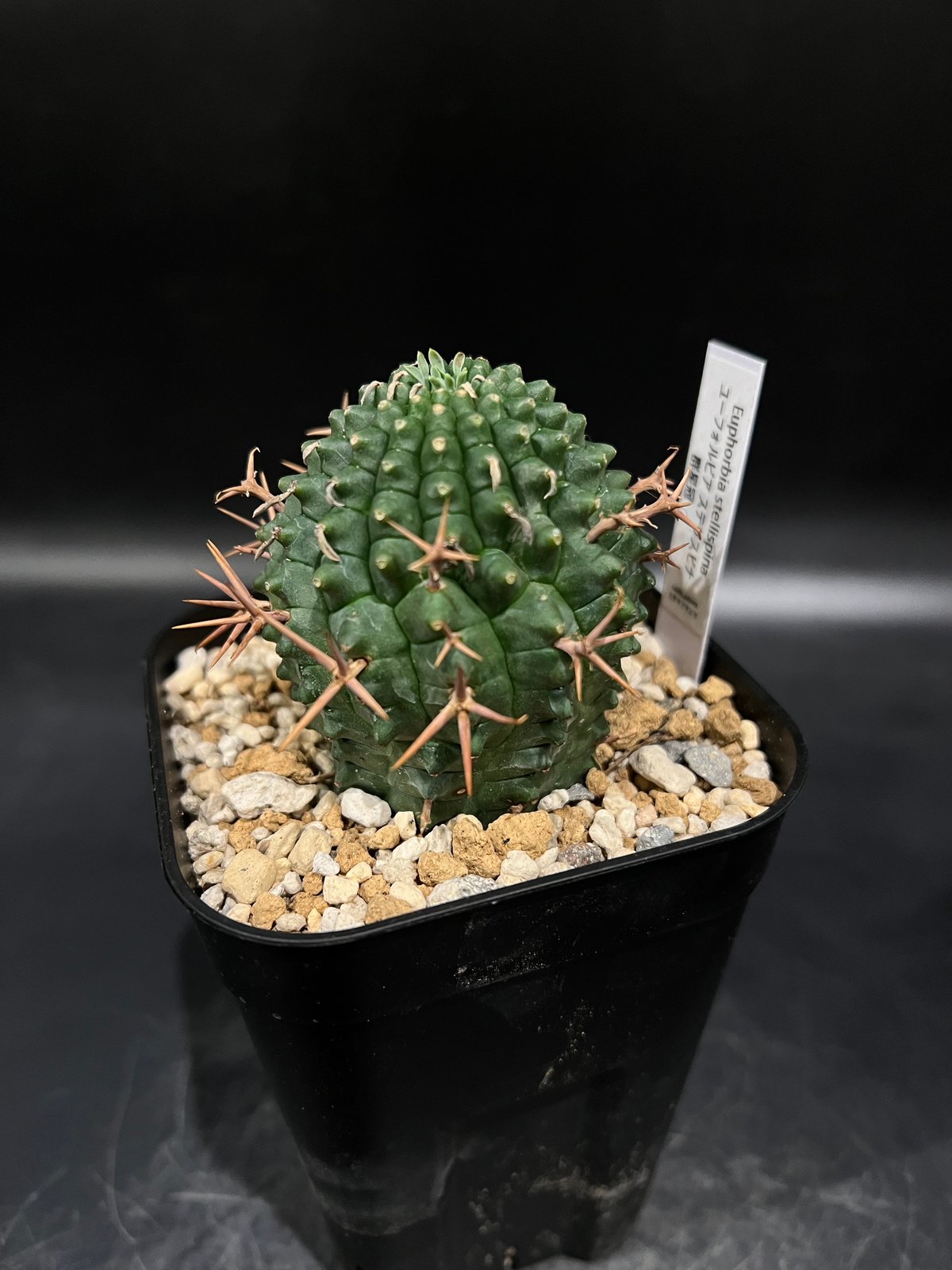 ユーフォルビア ステリスピナ群星冠 | STELLA.PLANTS ユーフォルビア ステリスピナ群星冠 | STELLA.PLANTS