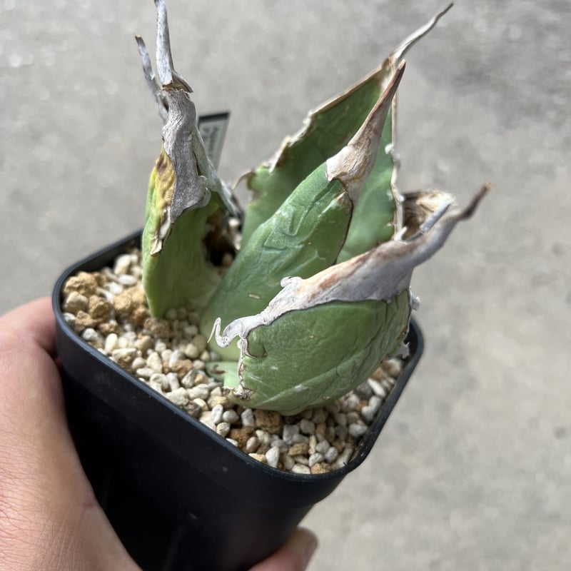 アガベ　oaxaca oteroi seedling ビッグバンド　青葉個体 アガベ オアハカ オテロイ/Agave Oaxaca oteroi – LAND KNOT PLANTS