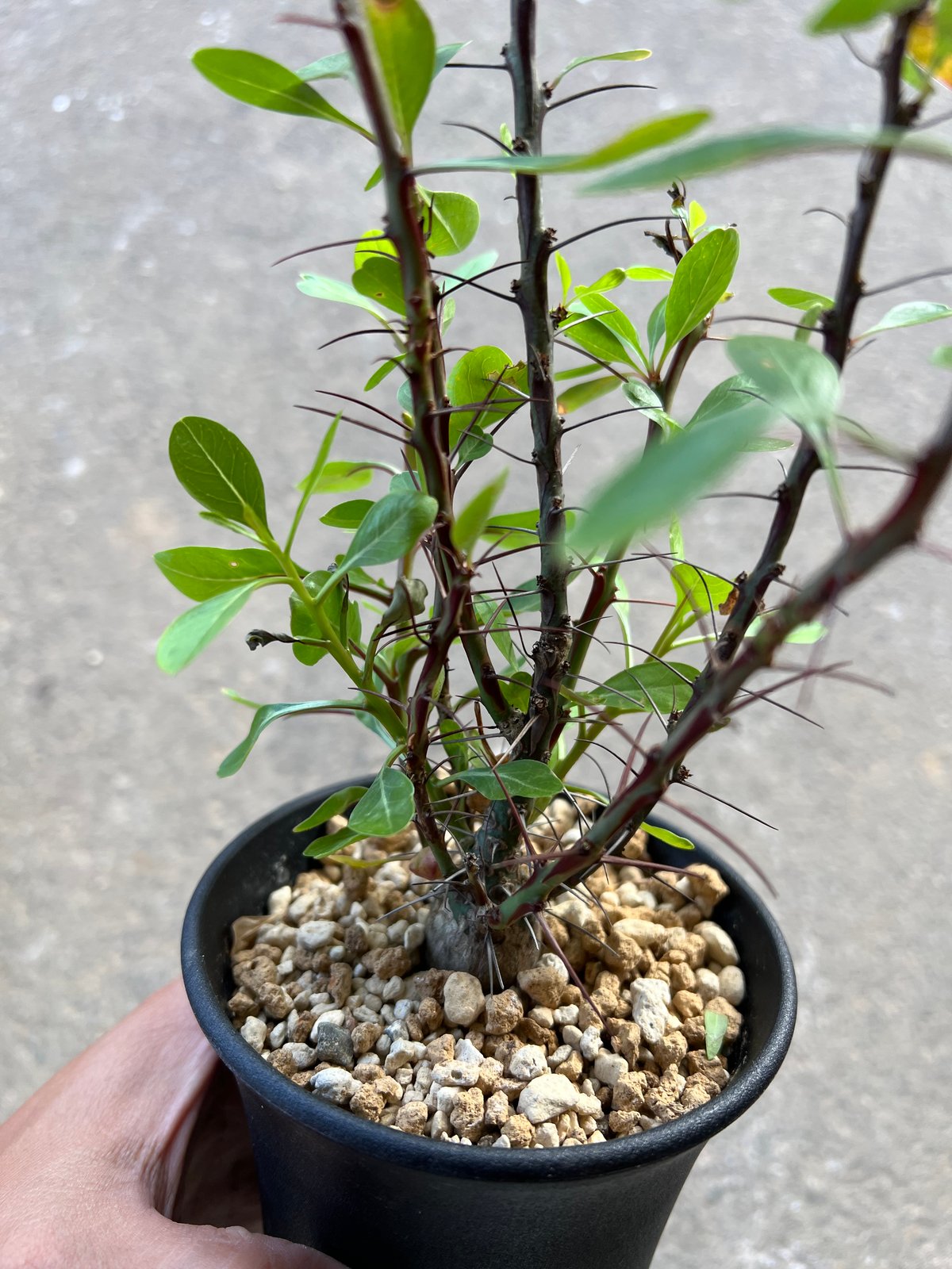 【超美株】【塊根幅13cm】フォークイエリア　ファシクラータ　特大株 超美株】【塊根幅13cm】フォークイエリア ファシクラータ 特大株 超美