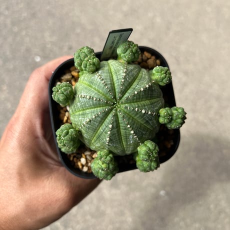 ⭐︎ 専用中　⭐︎ ユーフォルビア　シンメトリカ　メス株♀ セラアート3寸 ユーフォルビア シンメトリカ メス株♀ セラアート3寸