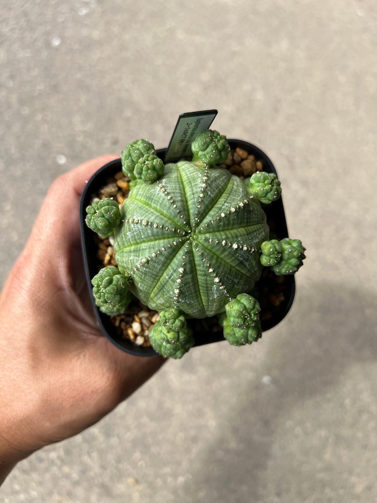 ユーフォルビア シンメトリカ1 | STELLA.PLANTS