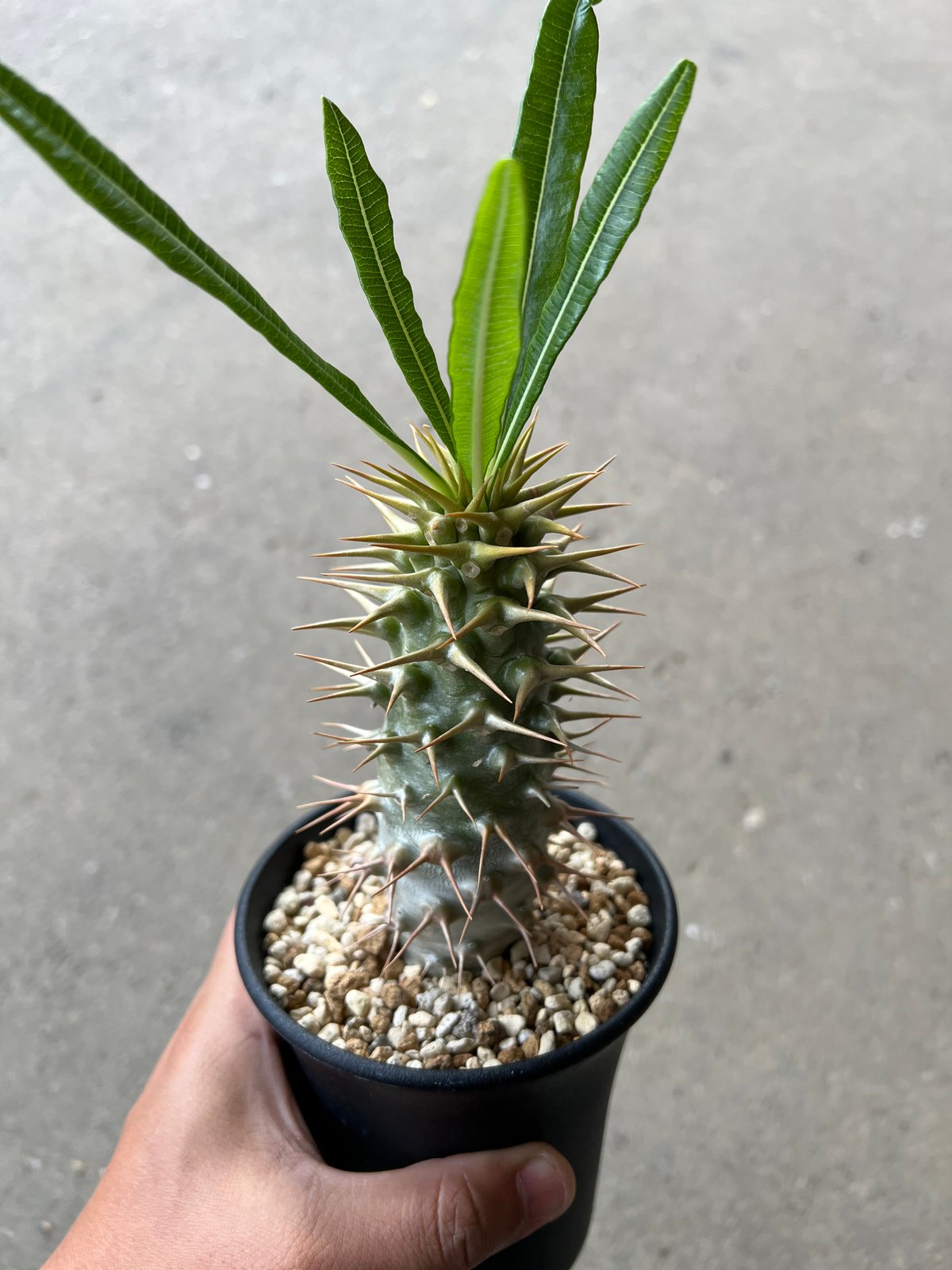 パキポディウム アンボンゲンセ | STELLA.PLANTS パキポディウム アンボンゲンセ | STELLA.PLANTS
