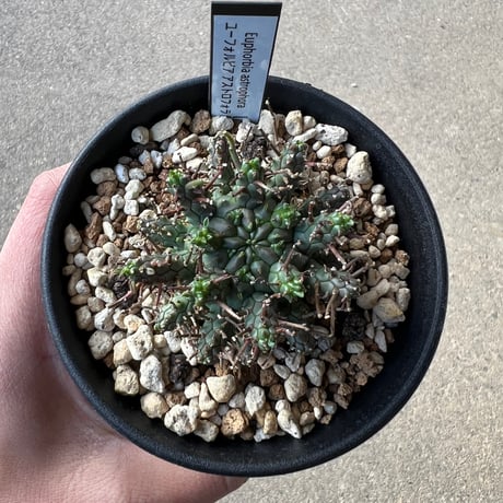 CATEGORY ユーフォルビア | STELLA.PLANTS