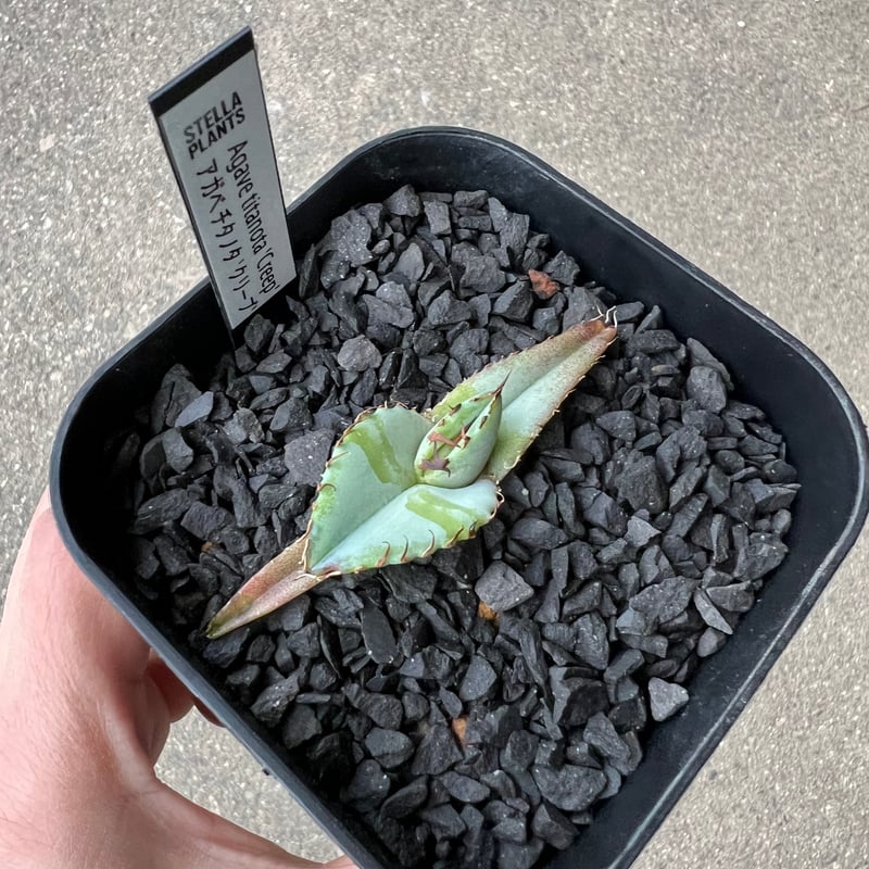 Agave titanota 'Creep'1 | STELLA.PLANTS