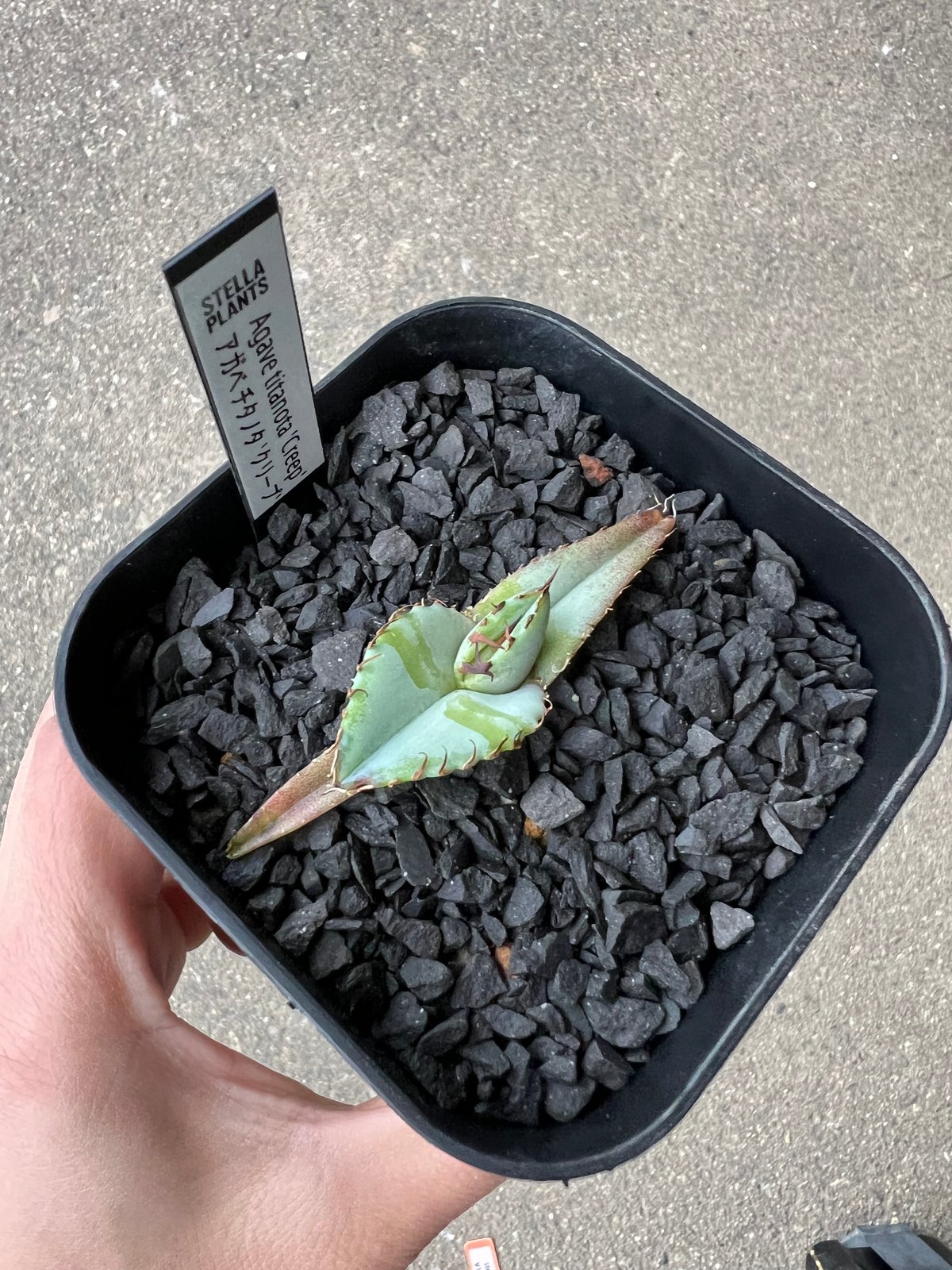 Agave titanota 'Creep'1 | STELLA.PLANTS