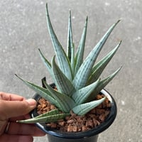 サンセベリア モモ