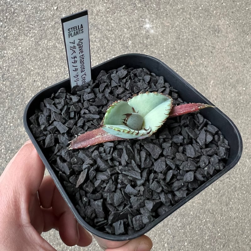 Agave titanota 'Creep'5 | STELLA.PLANTS