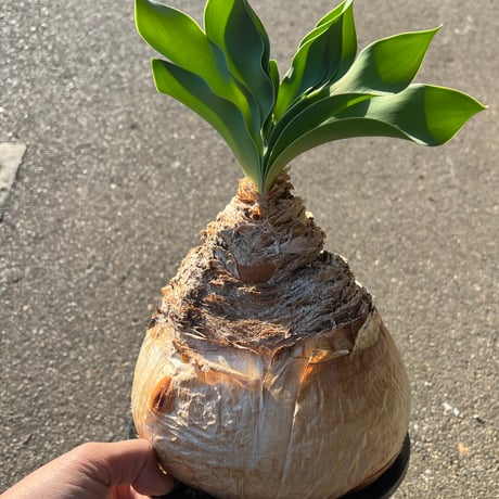 ブーファンハエマンソイデス | STORES