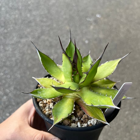 CATEGORY アガベ | STELLA.PLANTS