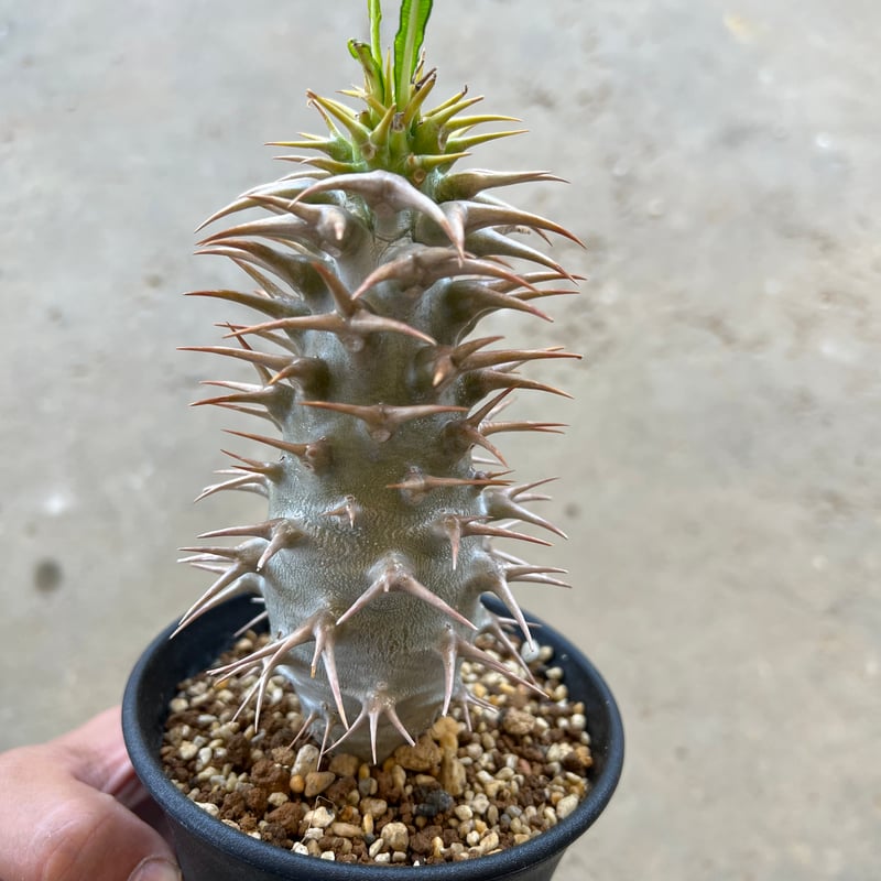 パキポディウム アンボンゲンセ | STELLA.PLANTS パキポディウム アンボンゲンセ | STELLA.PLANTS