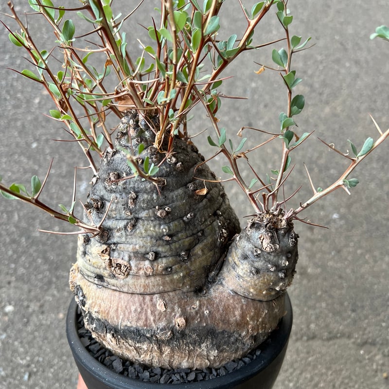 フォークイエリア コルムナリス 観峰玉 | STELLA.PLANTS