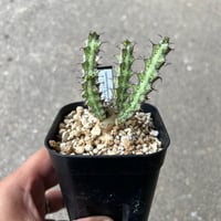 ユーフォルビア テヌイスピノーサ